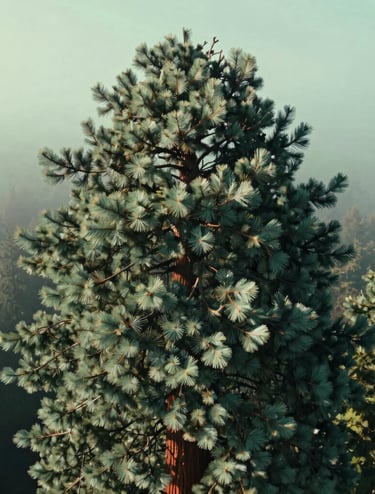 An extreme close-up aerial shot of the crown of a Giant Sequoia in Eugene, Oregon. Detailed texture of the needles in shades of soft sage and deep obsidian green. Sunlight filters through the top branches against a misty pale green sky.