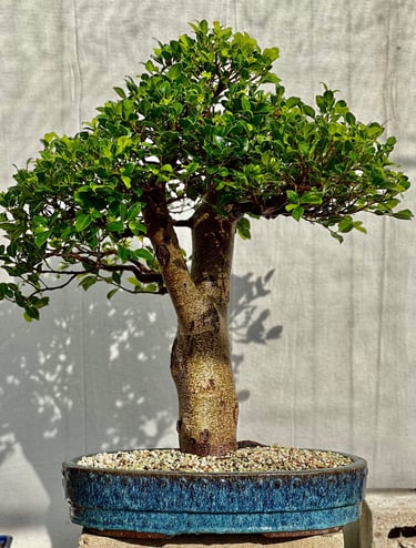 tropical banyan tree bonsai ficus for sale by Colin Purcell