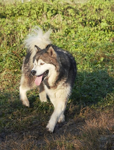Alaskan malamute femmina grigio lupo