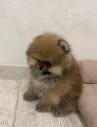 Teacup Pomeranian Puppies for Sale 