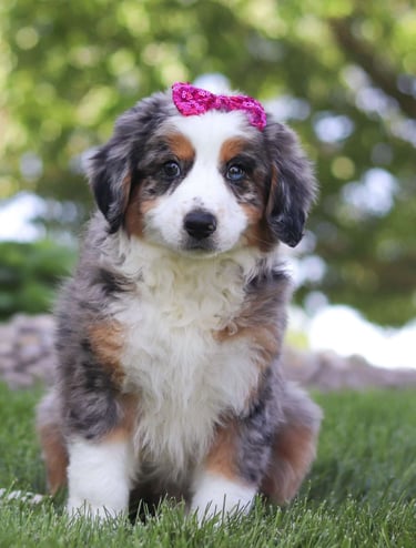 Puppies for Sale