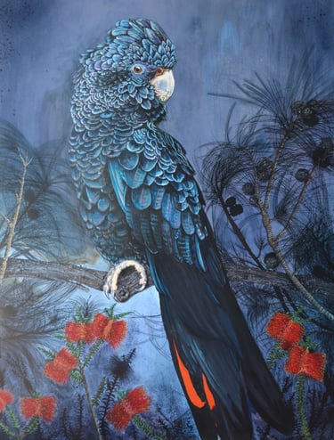 A male Red-tailed Black Cockatoo — Barrong in Noongar — sits within a sheoak.