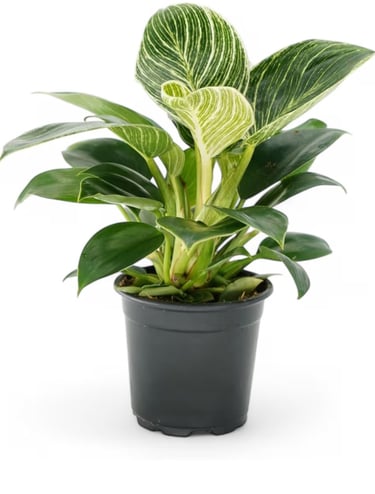 Philodendron Birkin with white variegation growing in chunky aroid soil mix with orchid bark