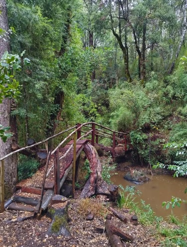 Sederos en el bosque nativo