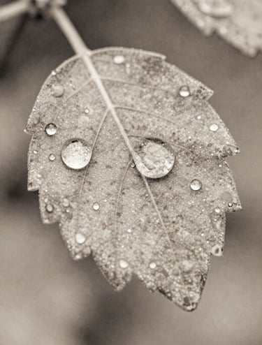A sophisticated macro photograph of a dew-covered leaf, blended with subtle watercolor textures in #6F5E52 and #A89B90. The composition is elegant and focused, showing professional craftsmanship in digital art.