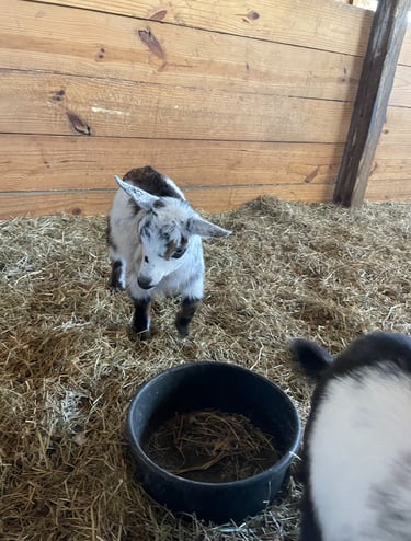 Baby goat standing in a cozy barn stall, next to a feeding bowl of hay.