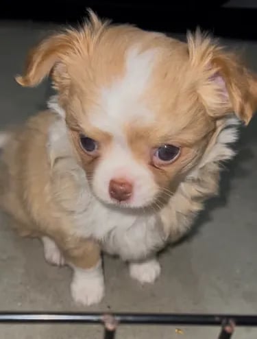 Cream white long coat AKC Chihuahua puppy from Louisiana breeder Guys Cajun Paws