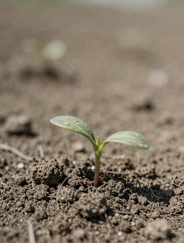 A blurry, artistic shot of a small sprout pushing through dry earth. Muted colors of soft charcoal (#3E352B) and dusty brown (#8C735F). Film grain is heavy, creating a zine-like aesthetic. Natural lighting.