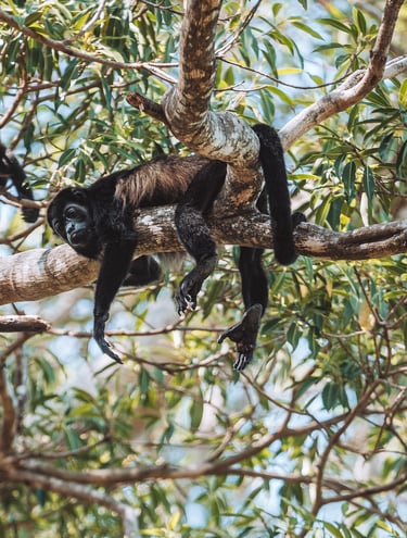 Monkeys in Costa Rica