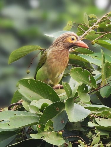 brown barbet in Bardiya