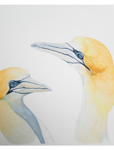 The Love in Your Eyes, a pair of Gannets