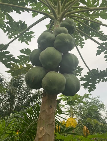 Plantations de Papaye