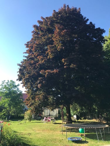Großer eingezäunter Garten mit Spielwiese und Gemüsebeeten