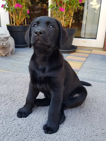 Puppies for Sale