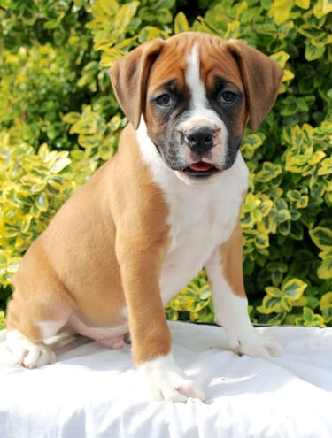 Puppies for Sale