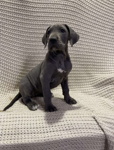 Puppies for Sale