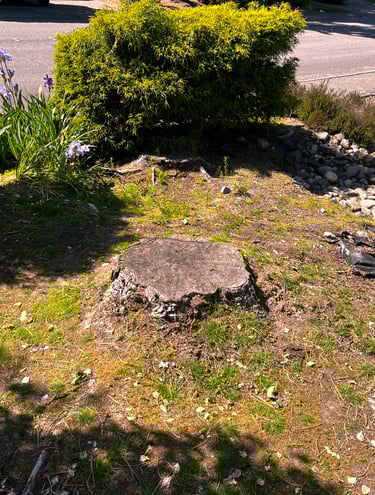 Tree stump before stump removal in Woodinville Washington