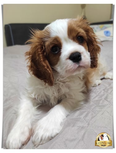 Male puppy Cavalier King Charles Sleepysong litter ''B''