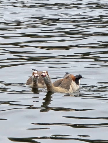two ducks swimming in the water with one duck