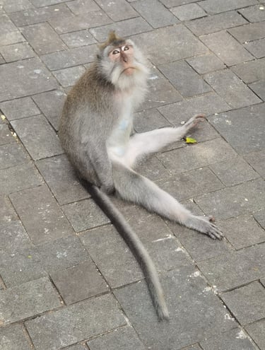 forêt des singes Ubud Bali