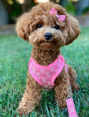 Stylish small dog wearing pink luxury dog harness and leash