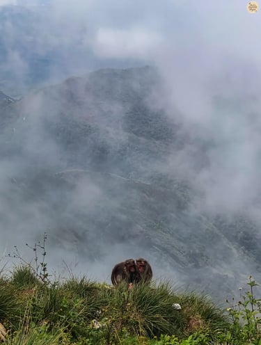 Monkeys sitting by the cliff at Green Valley View Point in Kodaikanal with misty backdrop.