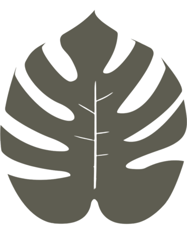 Monstera leaf