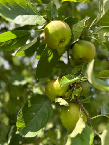 verger biologique dans les vosges
