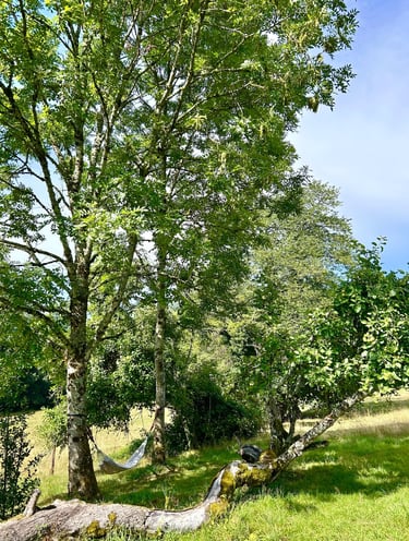 hamac sous les arbres dans les vosges