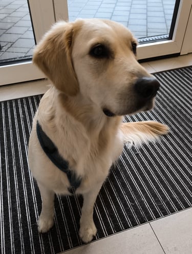 Hund