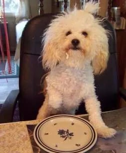 white puppy standing on the table with a plate in from of her eating 