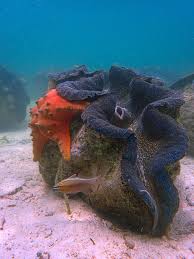 Giant Clam