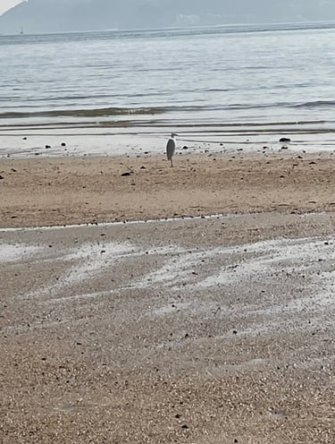 a bird standing on a beach with a mountain in the background