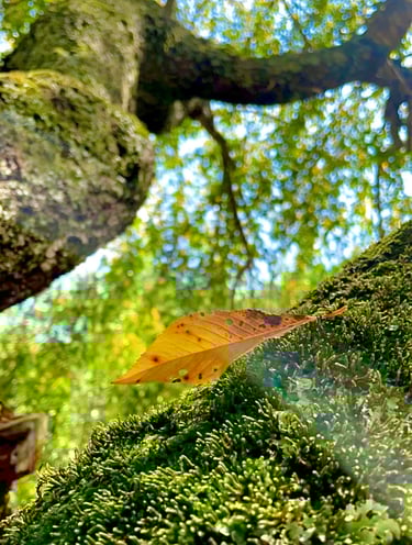 Close up of an orange leaf resting gently on a tree branch, captured in soft natural light on homepage of Jade's Vision Blog