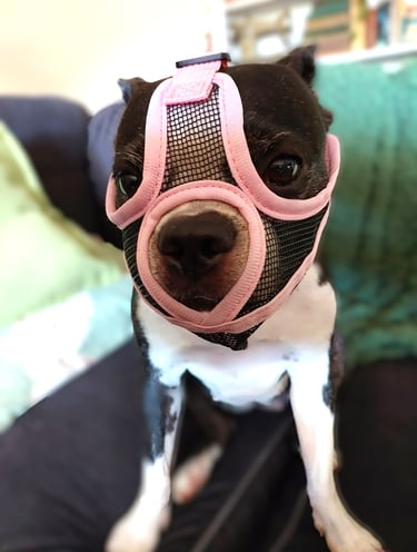 Yoki modelling the mesh face muzzle in pink.