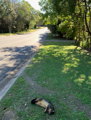 Possum killed on Swift Drive