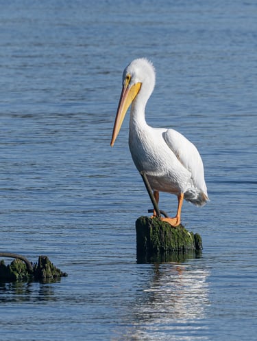 White Pelican on the Oregon Coast