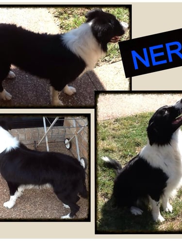 Black and White Pedigree Border Collie