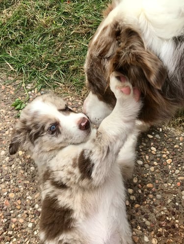 puppy play chocolate merle 