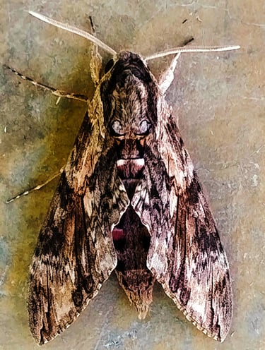 Convolvulus Hawk Moth noticed at Rice Storage Godown located at Mallaram of Nizamabad District, Telangana