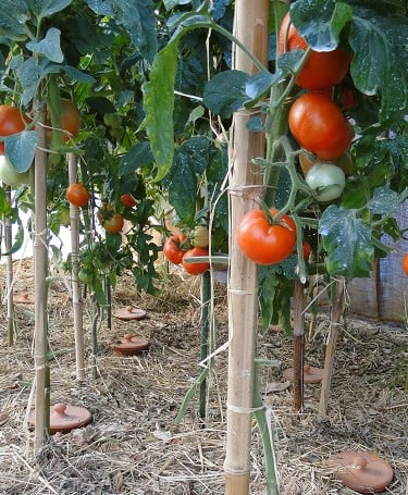 permaculture ollas oyas tomates