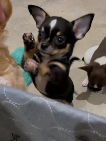 Black tri AKC Chihuahua pup from Louisiana with paws in the air