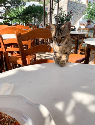 Cats of Milos Greece