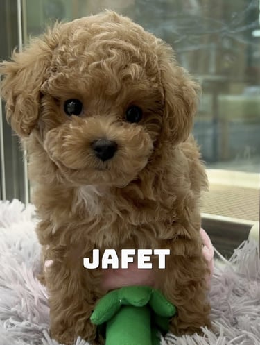 Un cachorro adoptado y juguetón disfruta del sol en un refugio de animales español.