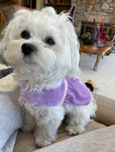 Princess Maltese Puppy with purple dress on.