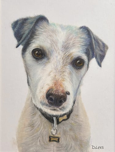 Coloured pancil drawing of a white Terrier dog