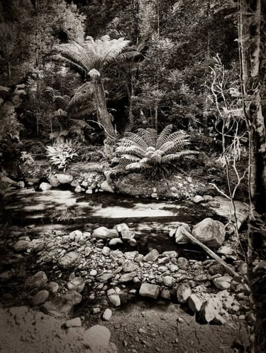 The Australian Journey - rainforest 16, 2024 ©Regina Anzenberger