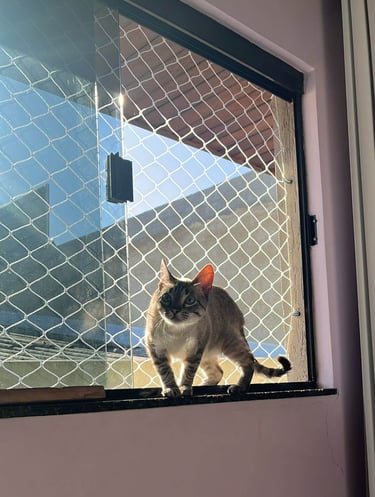 Pet no parapeito com rede de proteção ao fundo.