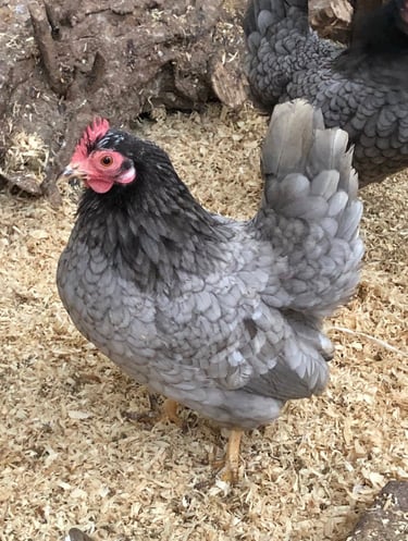 smooth, silkied and frizzled serama eggs from quality serama hens