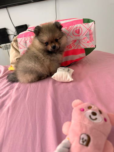 venta perro pomerania buenos aires